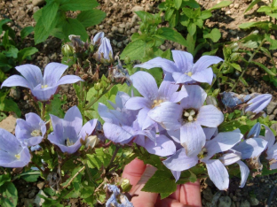 Campanula lactiflora (Mischung)
