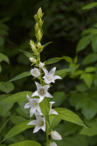 Campanula latifolia 'Alba'