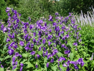 Campanula latifolia