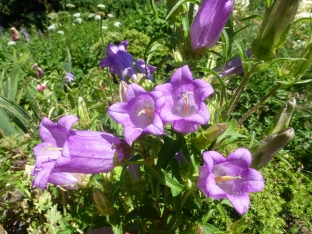 Campanula medium