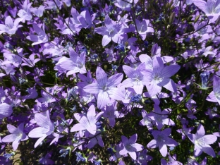 Campanula patula