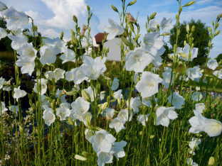 Campanula persicifolia 'Alba'