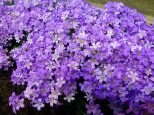 Campanula portenschlagiana