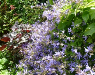 Campanula poscharskyana