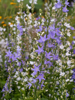 Campanula pyramidalis