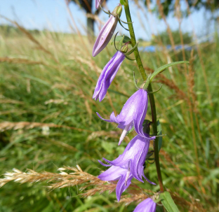 Campanula rapunculoides