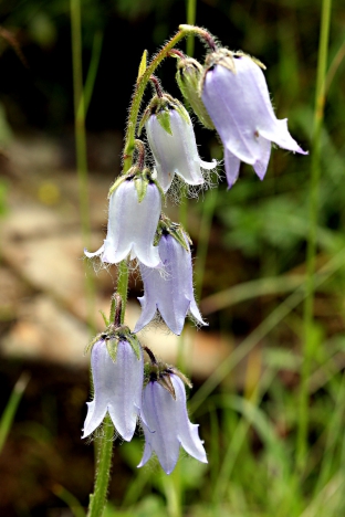 Campanula barbata