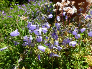 Campanula cochleariifolia