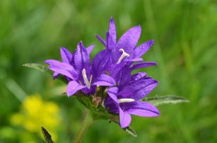 Campanula glomerata (Wildform)