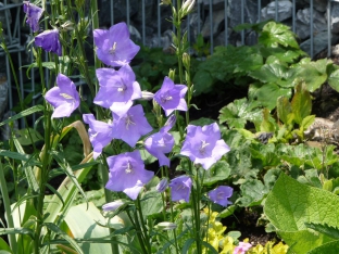 Campanula persicifolia