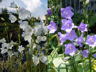 Campanula persicifolia (Mischung)