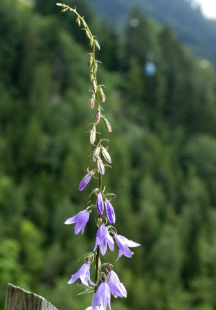 Campanula rapunculus