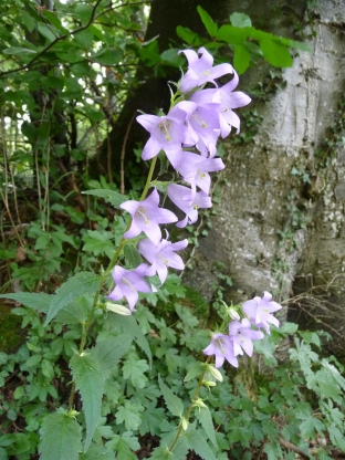 Campanula trachelium