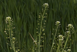 Capsella bursa-pastoris