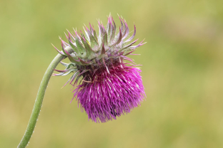 Carduus nutans