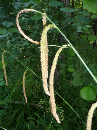 Carex pendula