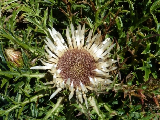 Carlina acaulis ssp. simplex