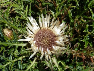 Carlina acaulis