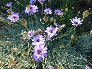 Catananche caerulea