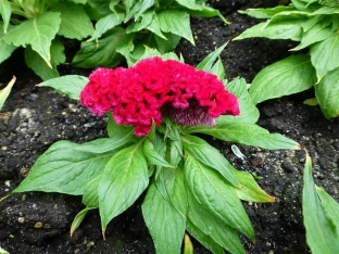 Celosia argentea var. cristata