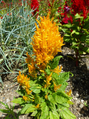 Celosia plumosa 'Gelbe Feder'