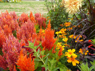 Celosia plumosa 'Orange Feder'