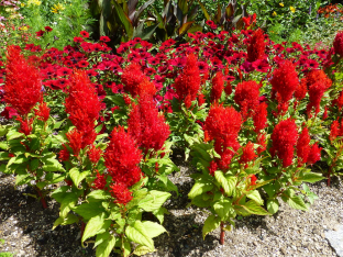 Celosia plumosa 'Rote Feder'