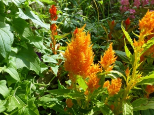 Celosia plumosa 'Lilliput Mischung'