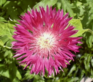 Centaurea dealbata