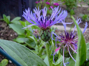 Centaurea montana