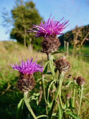 Centaurea nigra