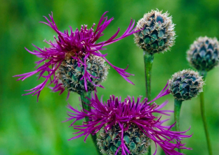 Centaurea scabiosa