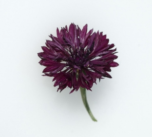 Centaurea cyanus 'Black Ball'