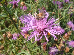 Centaurea jacea