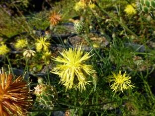 Centaurea rupestris