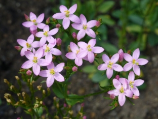 Centaurium erythraea