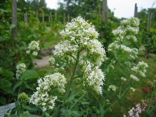 Centranthus ruber 'Albus'