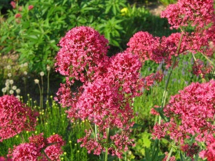 Centranthus ruber 'Coccineus'