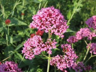 Centranthus ruber 'Rosenrot'