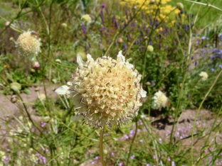 Cephalaria dipsacoides