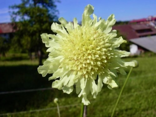 Cephalaria gigantea