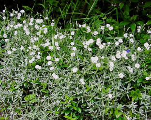 Cerastium biebersteinii