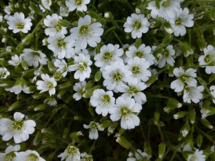 Cerastium alpinum