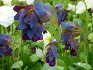 Cerinthe major 'Purpurascens'