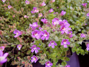 Chaenorhinum origanifolium
