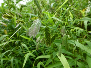 Chasmanthium latifolium