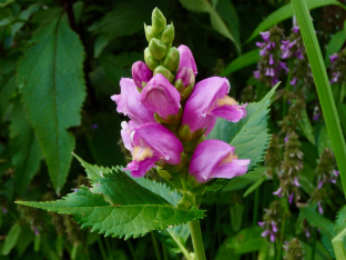 Chelone obliqua