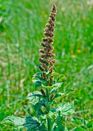 Chenopodium bonus-henricus