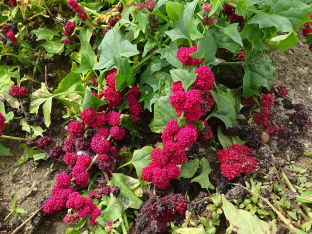 Chenopodium capitatum