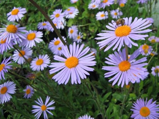 Aster tongolensis 'Wartburgstern'